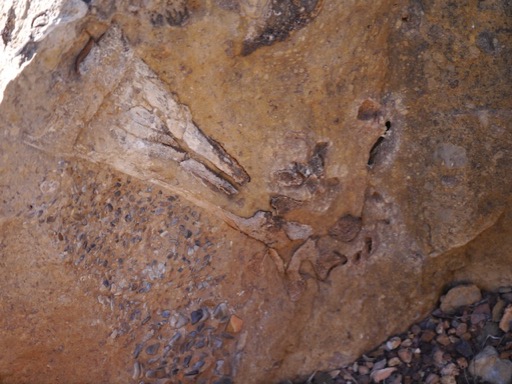 fossil13