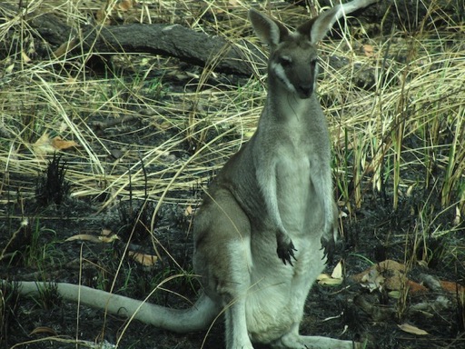 kangou1