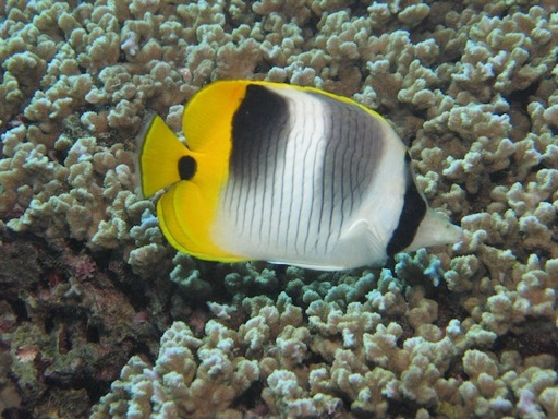 reef10Pacific False Eye Butterflyfish