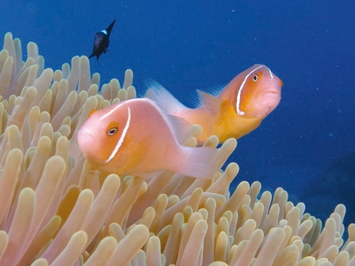 reef12Pink Anemonefish