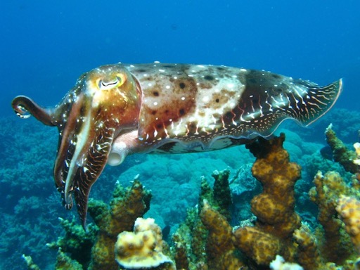 reef14Reef Cuttlefish 2