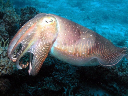 reef15Reef Cuttlefish