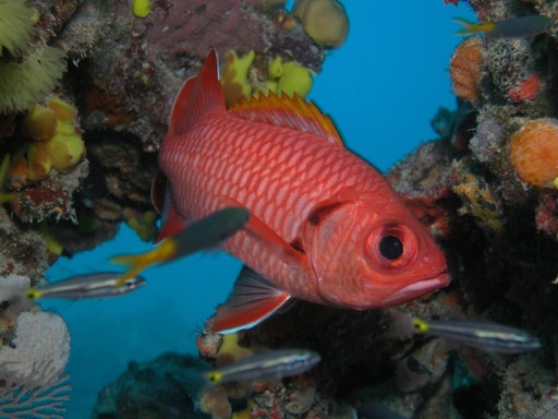 reef18Soldierfish