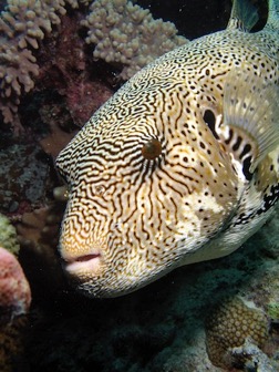 reef21Star Eyed Pufferfish