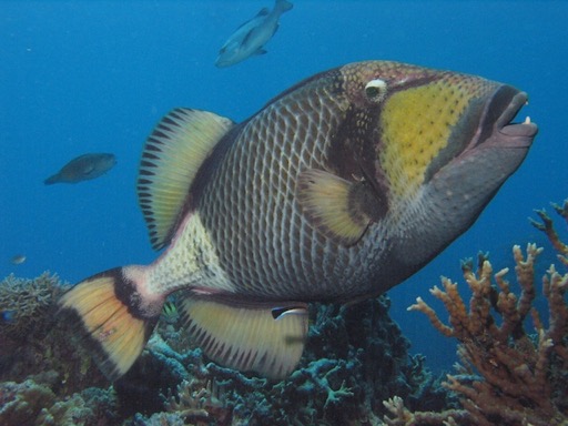 reef26Titan Triggerfish