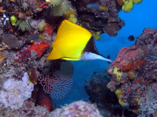 reef6Longnose Butterflyfish