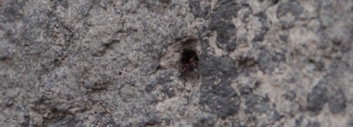 termite4